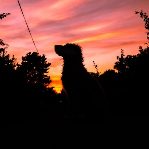 Hilfe für ängstliche Hunde an Silvester