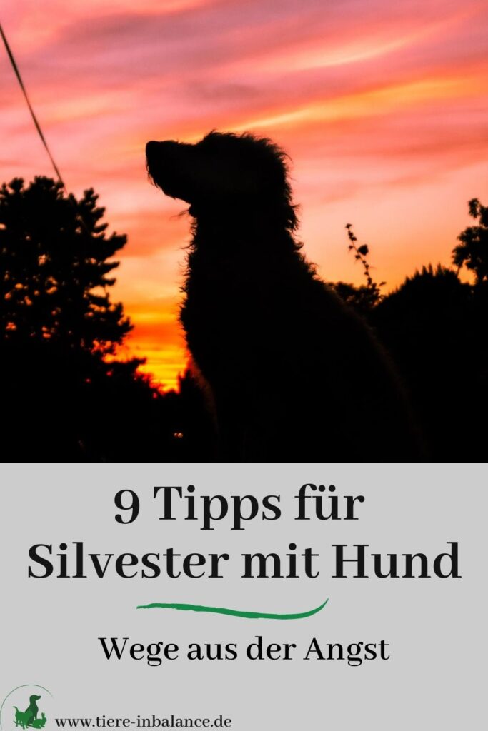 Mein Hund hat Angst an Silvester