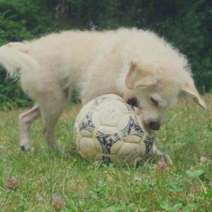 Hund hat Angst vor Fußball