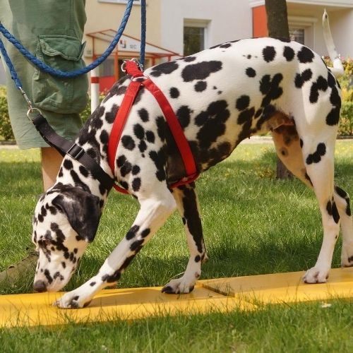 Tellington TTouch Bodenarbeit mit Hund