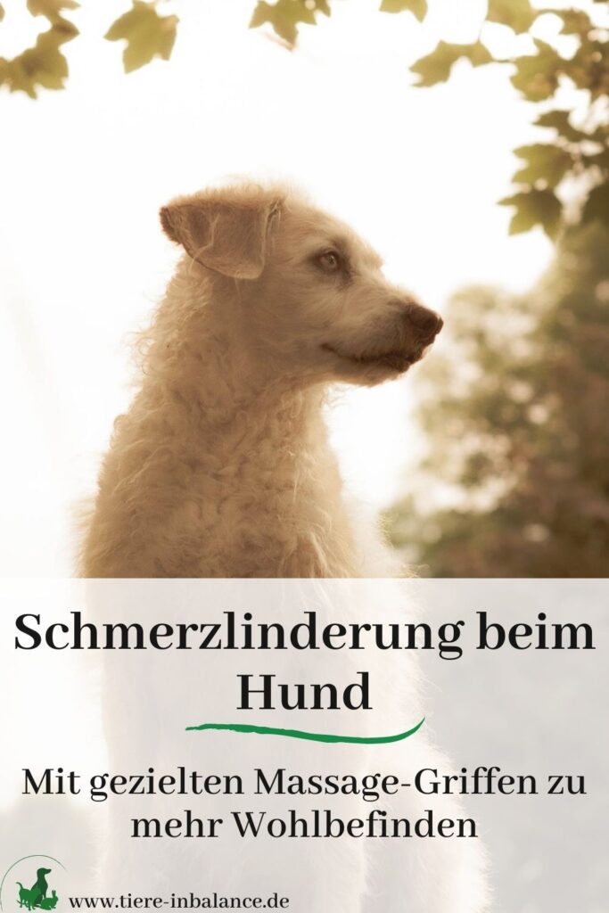 Hundemassage