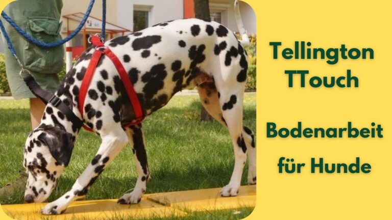 Ein Dalmatiner wird durch den Tellington Lernparcours geführt
