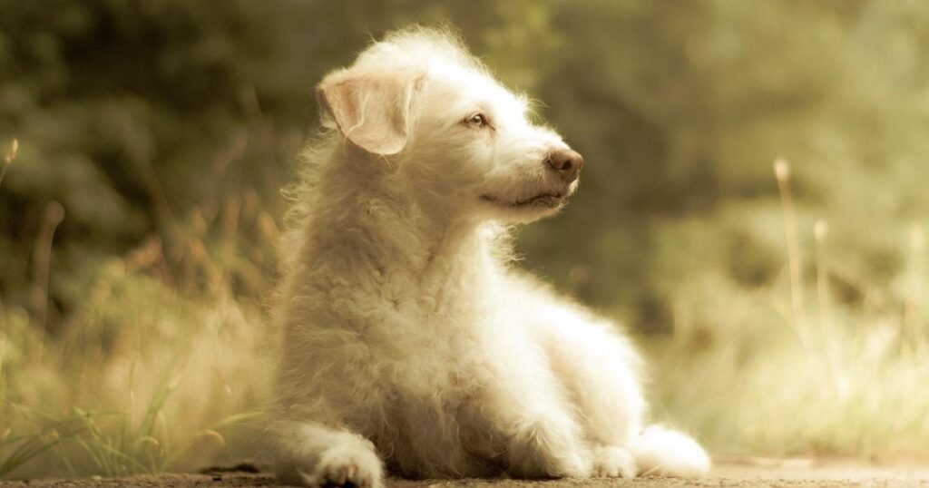 Mein Hund hat Angst-Was kann ich tun