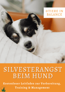 Silvesterangst beim hund klein