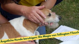 Eine Tellington TTouch Berührung an einem kleinen Hund