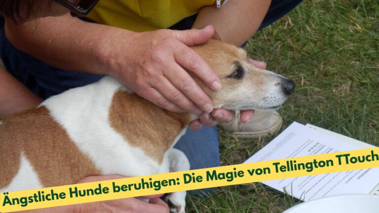 Eine Tellington TTouch Berührung an einem kleinen Hund
