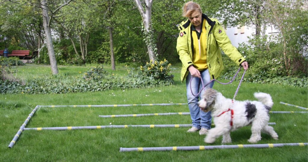 Tellington TTouch Bodenarbeit für Hunde. Langsam und bewusst für mehr Ruhe, Gleichgewicht und bessere Leinenführigkeit