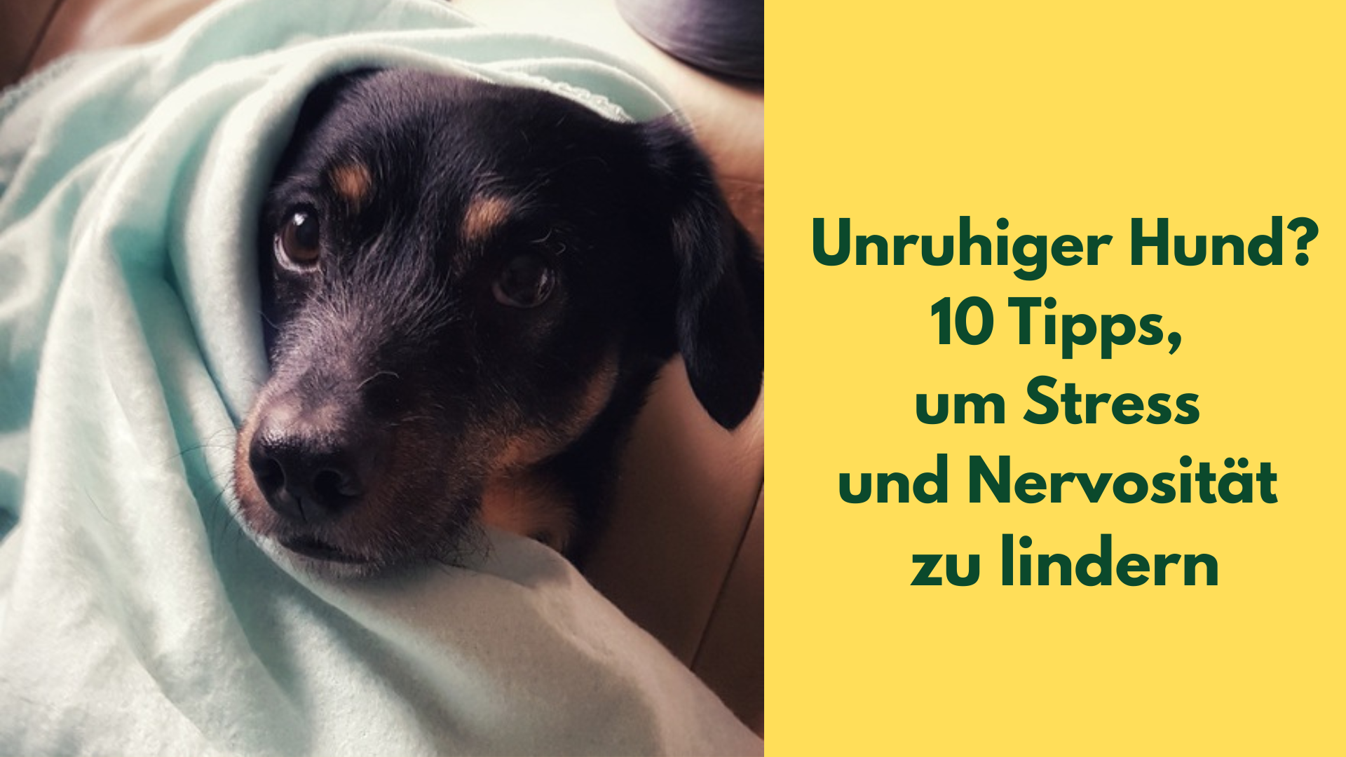 Ein Hund ist in eine Decke gekuschelt und schaut leicht verunsichert