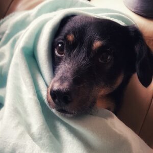 ruhiger hund