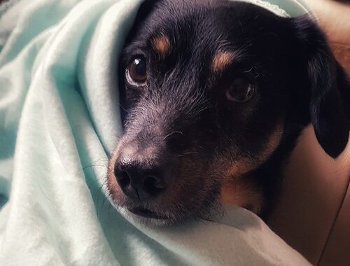 ruhiger hund