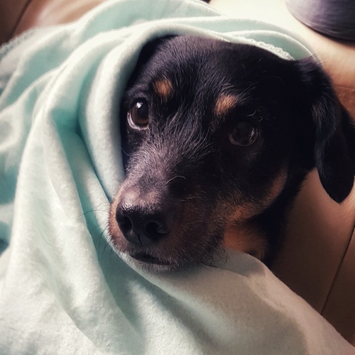 ruhiger hund