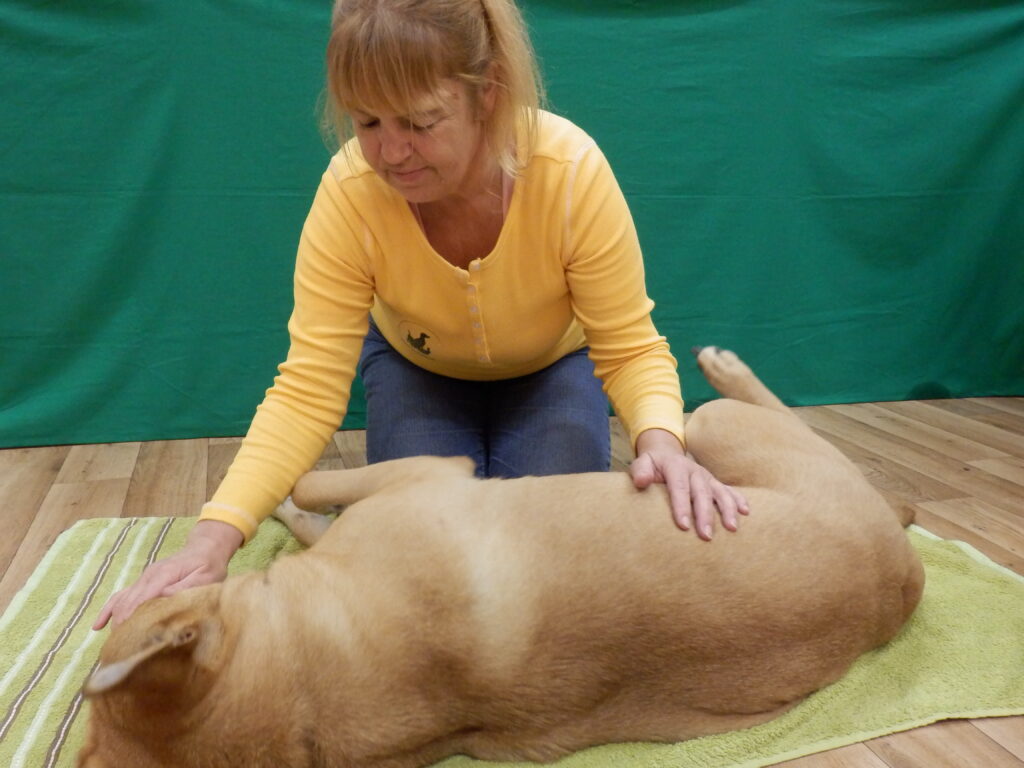 Eine Tellington TTouch Lehrerin führt einen TTouch am Hund aus