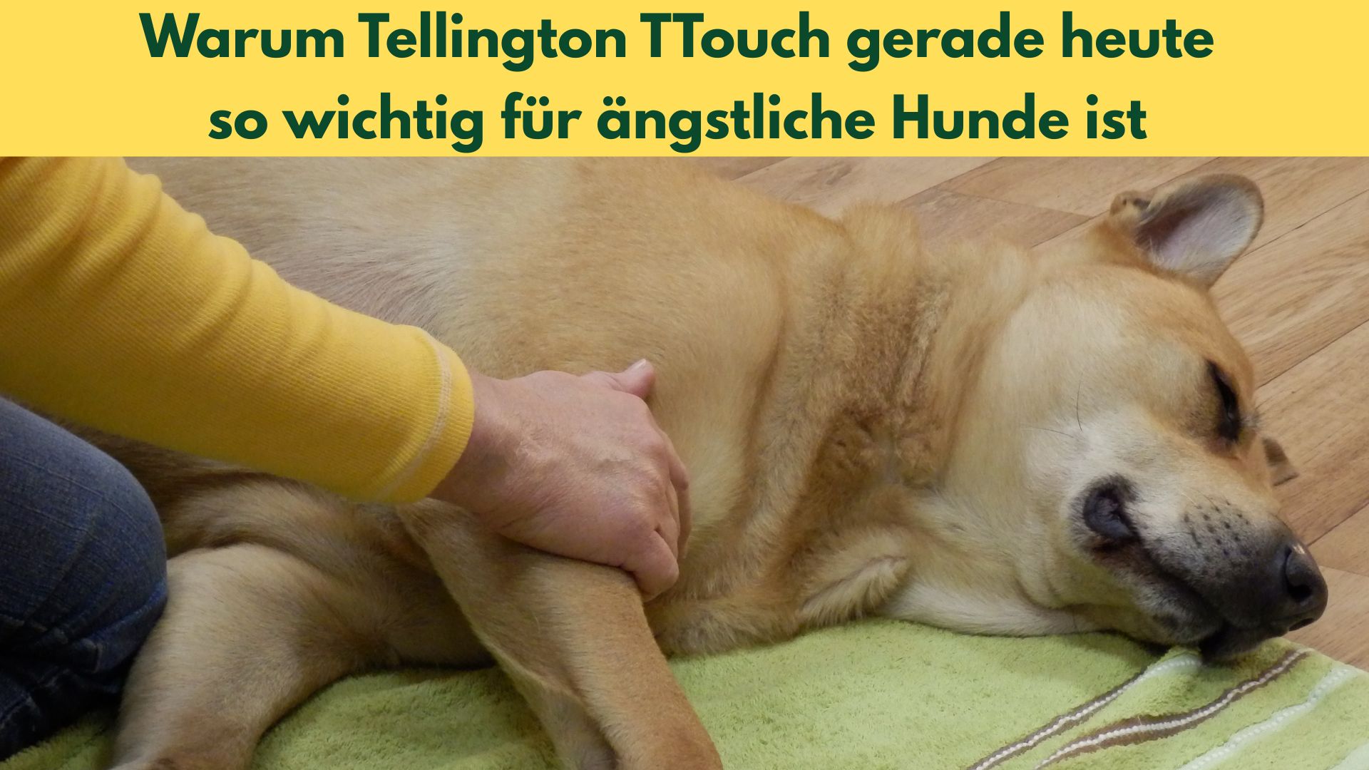 Ein entspannter Hund liegt auf der Seite und erhält eine TTouch Berührung an der Schulter