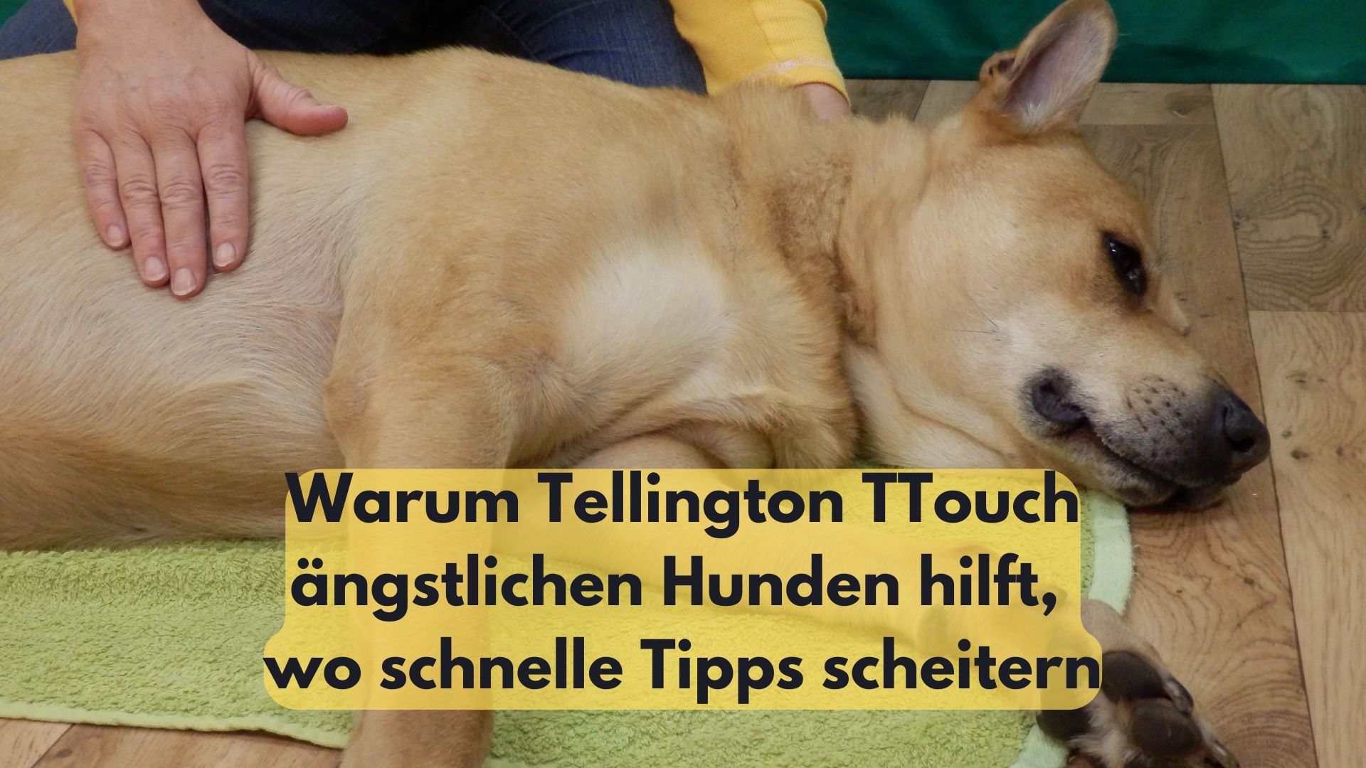 Ein großer heller Hund liegt entspannt auf der Seite und erhält eine Tellington TTouch Behandlung