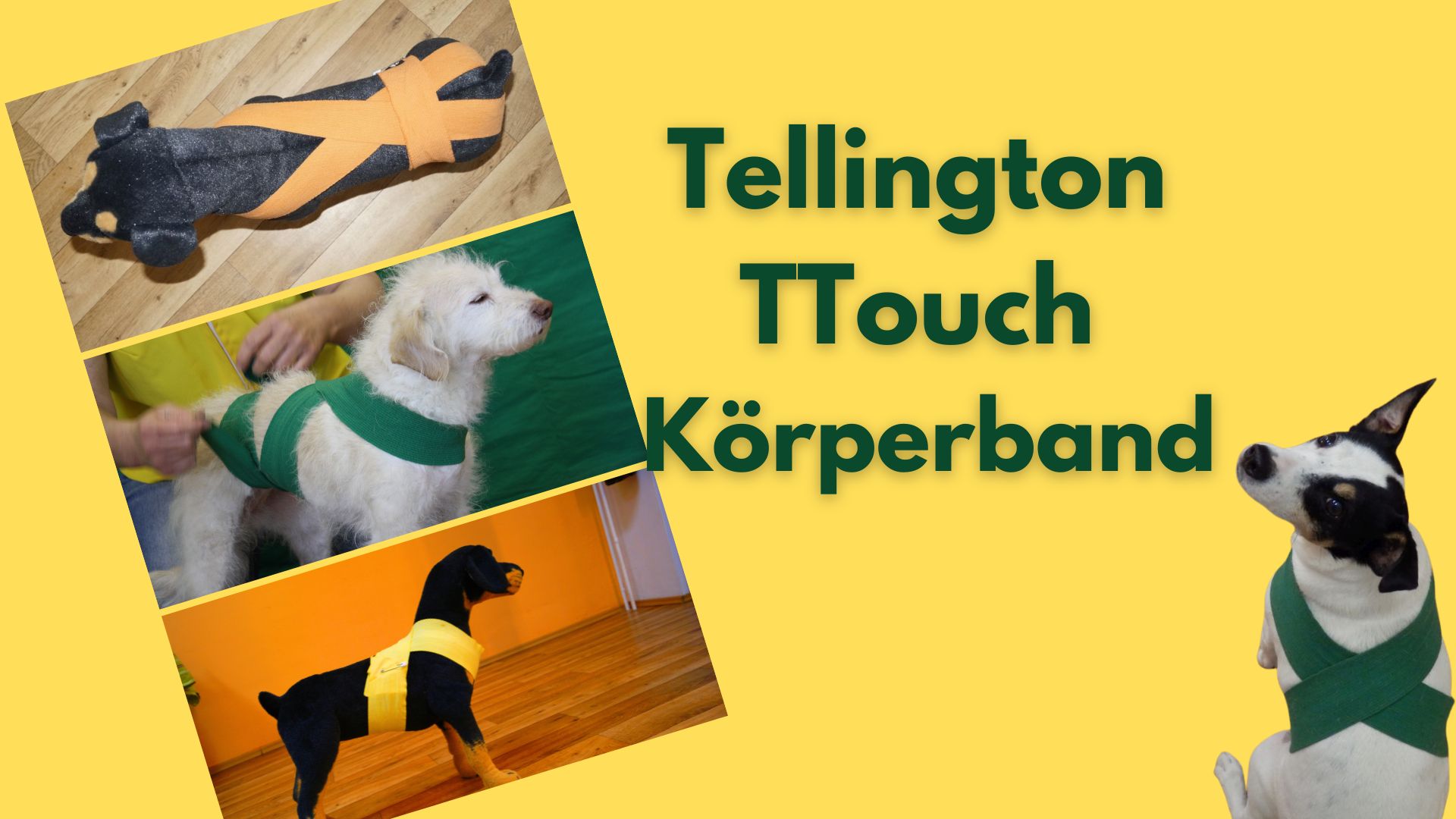 Hunde, die ein Tellington TTouch Körperband tragen