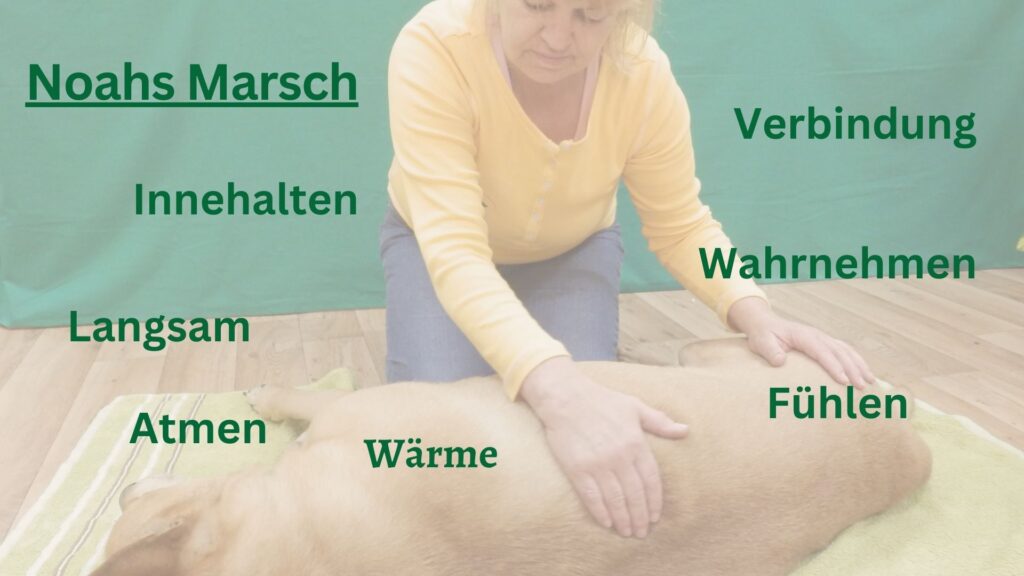 Ein liegender Hund erhält eine TTouch Behandlung