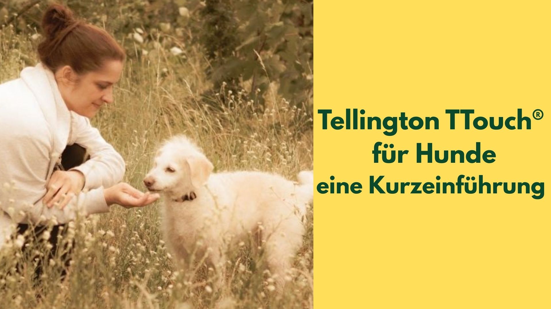 Eine Frau lässt einen kleinen hellen Hund an ihrer Hand schnuppern