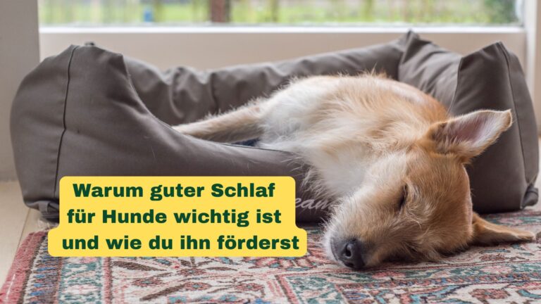 Ein Hund schläft im Hundebett