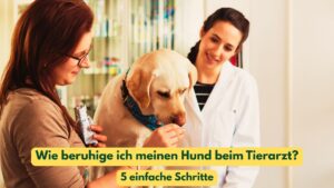 Ein Hund in der Tierarztpraxis entspannt auf dem Behandlungstisch