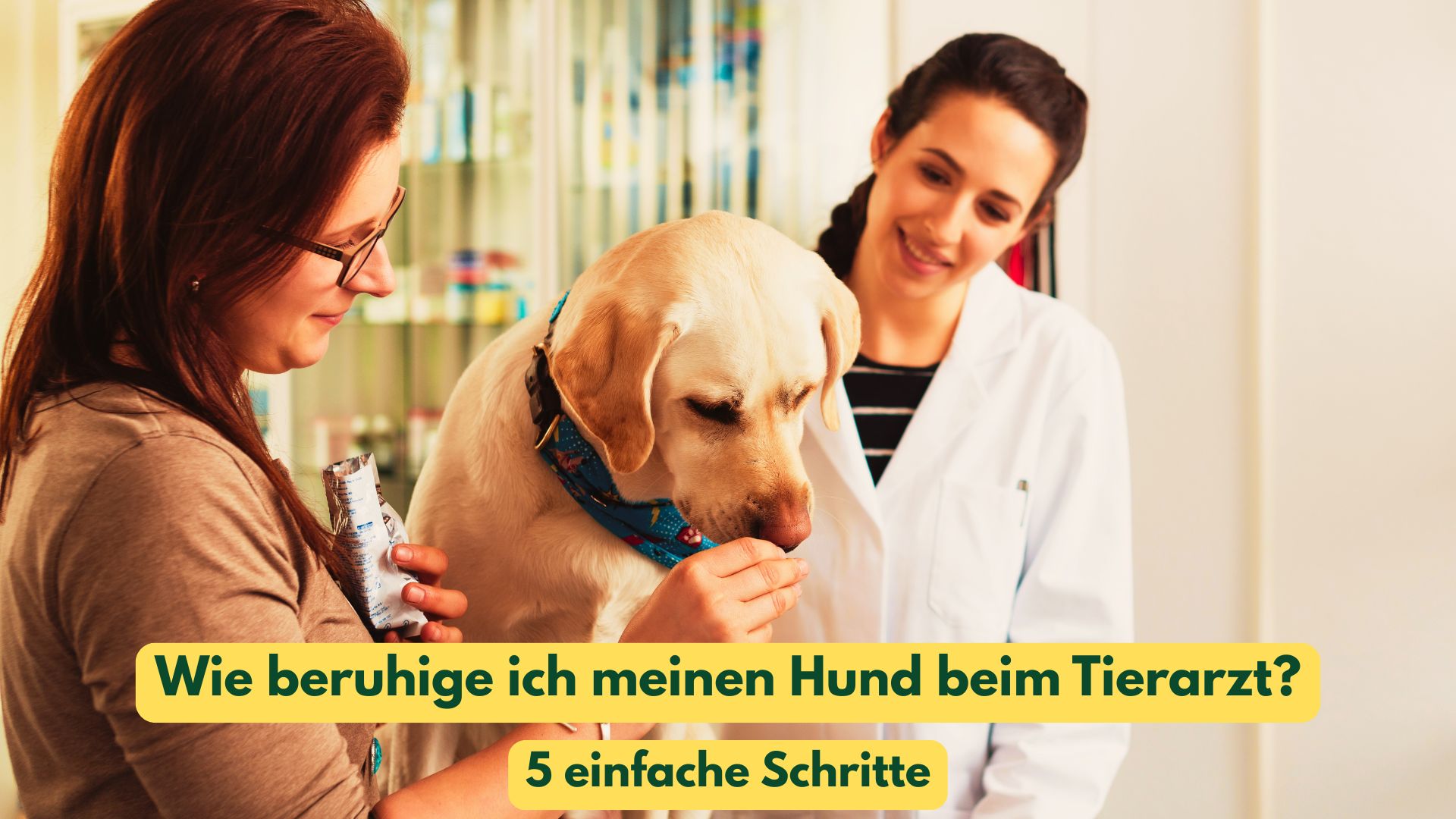 Ein Hund in der Tierarztpraxis entspannt auf dem Behandlungstisch