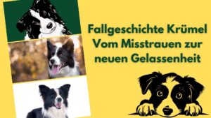 Bildcollage mit 3 Border Collie- Mischlingen