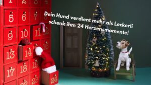 Ein Hund betrachtet den Adventskalender