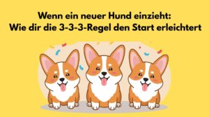 neuer Hund und 3 3 3 Regel