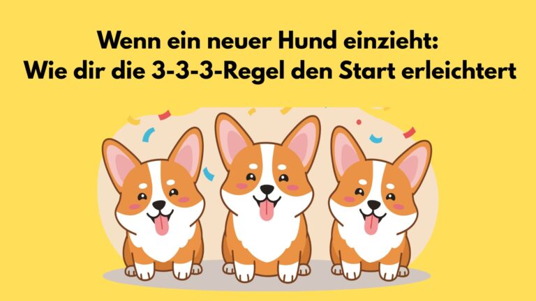 neuer Hund und 3 3 3 Regel