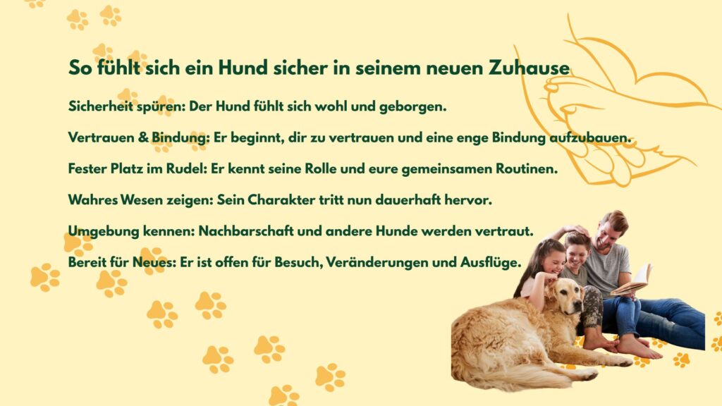 3-3-3 Regel wenn ein neuer Hund einzieht