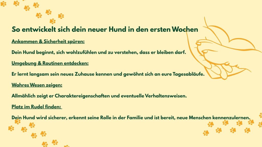 3-3-3 Regel neuer Hund, so sind die ersten 3 Wochen