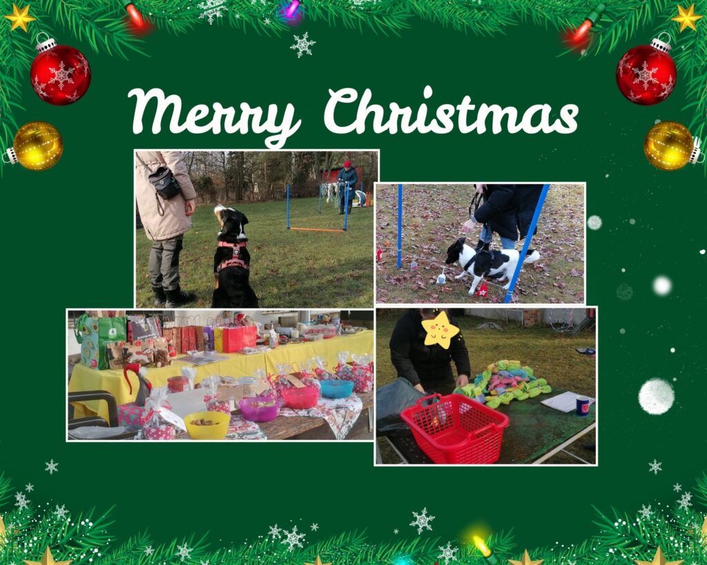 Collage, Weihnachten in der Hundeschule
