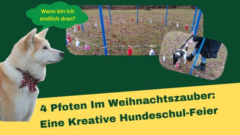 Ein Hund wartet gespannt auf ein Weihnachts-Suchspiel
