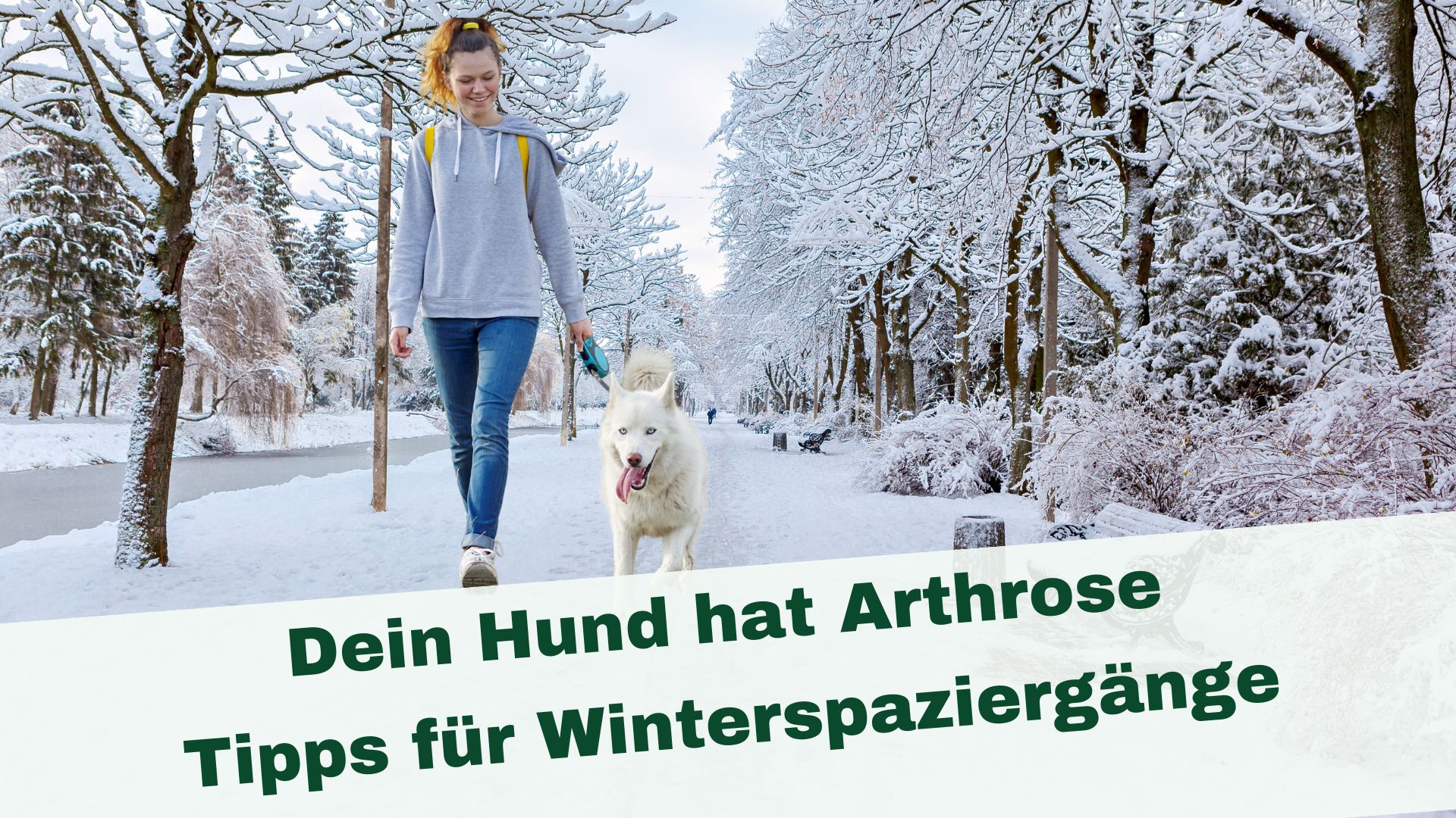 Eine Frau führt ihren Hund spazieren. Es ist Winter und die Allee ist verschneit