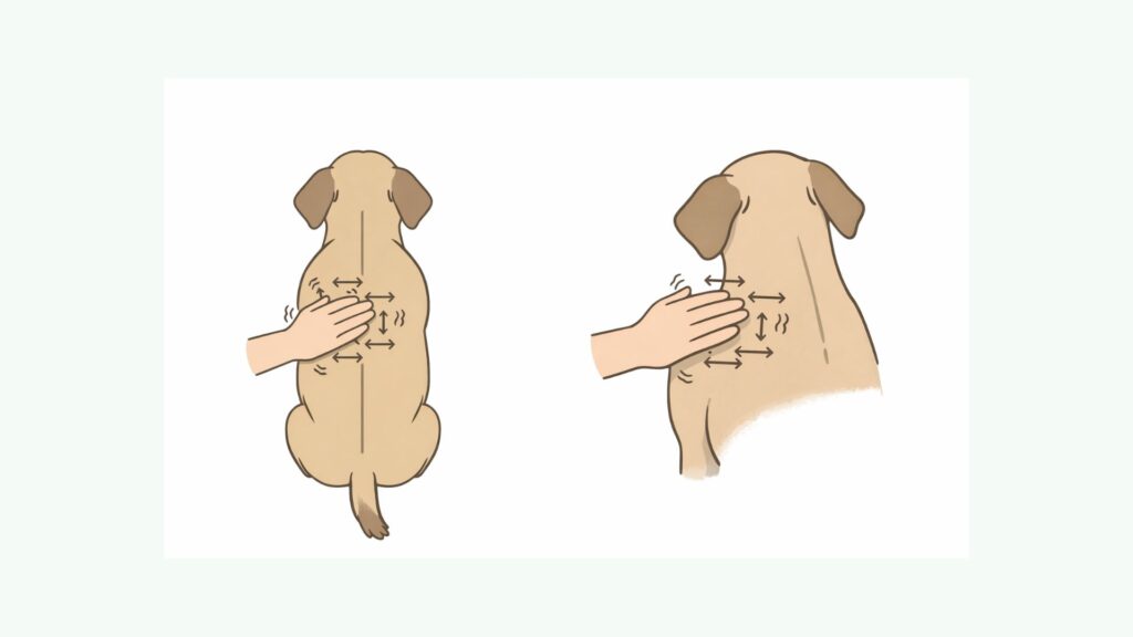 Eine Zeichnung zeigt wie der TTouch-Griff Qualle auch Jellyfish genannt ausgeführt wird