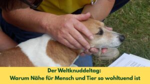 Sanfte Berührung am Kopf eines Hundes mit Tellington TTouch