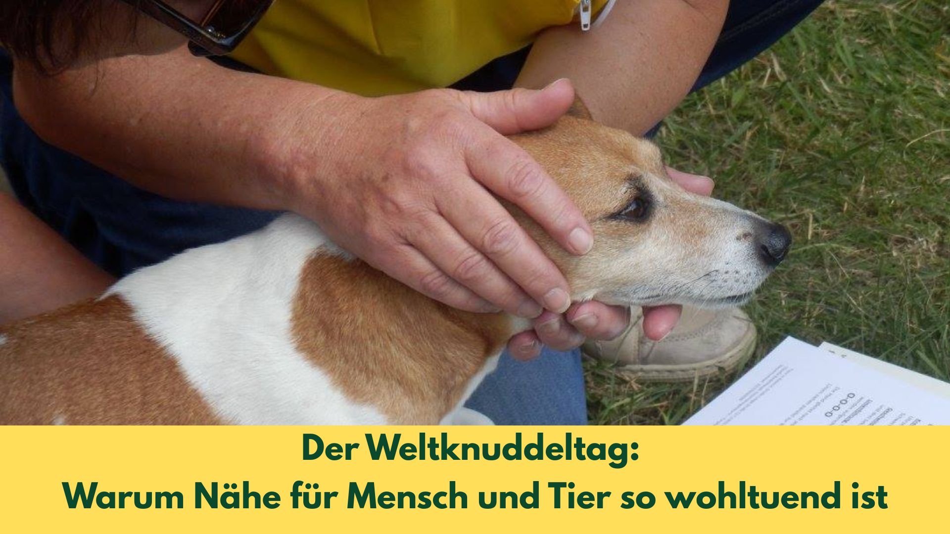 Sanfte Berührung am Kopf eines Hundes mit Tellington TTouch