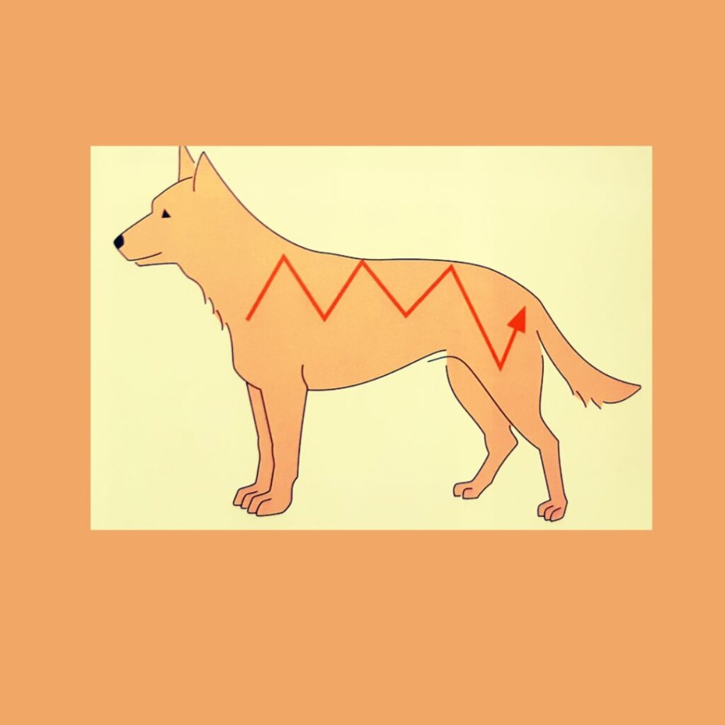 An einer Hundezeichnung wird die Handbewegung beim Zick Zack TTouch gezeigt